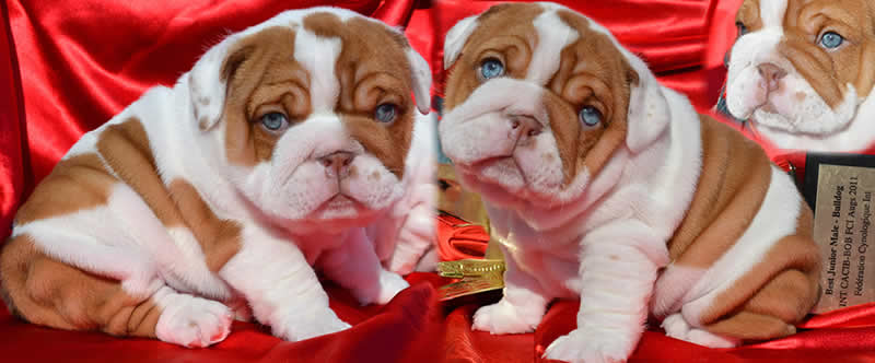 Blue eyes chocolate english bulldog puppies